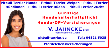 Pitbull-Terrier-Hunde